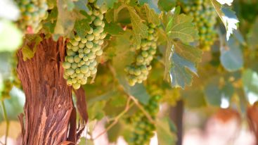 Heath Sparkling Wine Chenin Grapes